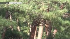 BEGIN Japanology Season 6 - Ep09: Pine Trees