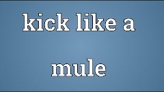 Kick like a mule Meaning
