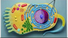 Клеточное строение организма