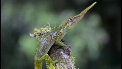 Ящерка Пиноккио (Anolis proboscis)