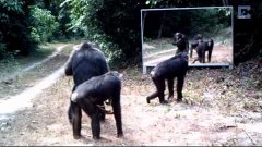 Animals in Mirrors Животные и зеркало