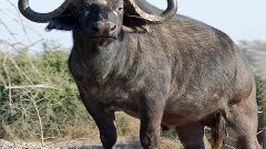Cape Buffalo. African buffalo