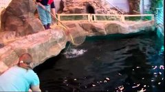 Пингвиненок учится плавать