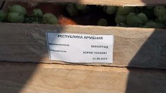 Кубанская ярмарка «Привоз»: персики из Абхазии, виноград из ...
