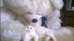 фото с котом МАКС! турецкая ангора
