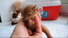 Little squirrel Barsik - &quot;Stop the Earth, me dangle! Барсик ...