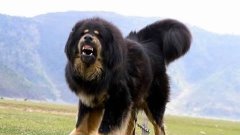 Barking, voice, Tibetan Mastiff Лай, голос, тибетского масти...