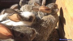 Смешные кролики Меленькие крольчата 2 месяца от рождения Мал...