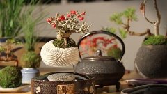 Japanese kickstarter company Air Bonsai produces kits for fl...