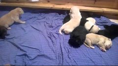 Labrador Welpen ,Labrador-Puppies 2 Wochen Alt