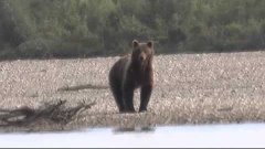 Ykt HF and OA медведь охота и рыбалка
