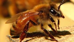 Радиосвязь у пчёл, жизнь пчел, как общаются насекомые (пчёлы...