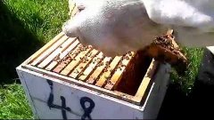 Плановый осмотр пчелиных семей | Пчеловодство