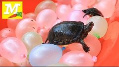 Water Balloons and turtle! Balloon Bonanza WATER FIGHT! Wass...