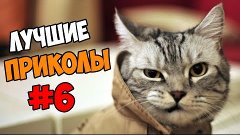 Лучшие приколы недели #6 смешные приколы, нарезка приколов.,...