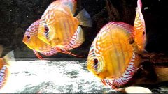 #Дискусы #Малыши выросли #Discus. The kids have grown