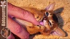 Funny abyssinian kitten playing with hand [kotopurrs]