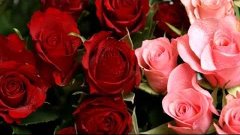 Красные розы. Язык цветов роз. Релакс ТВ5
