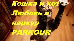 Кошка паркур и любовь PARKOUR &amp; LOVE CAT