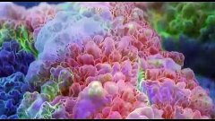 Невероятно красивое видео кораллов и морских губок