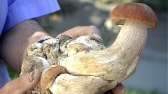 На Косівщині знайшли гриб-мутант