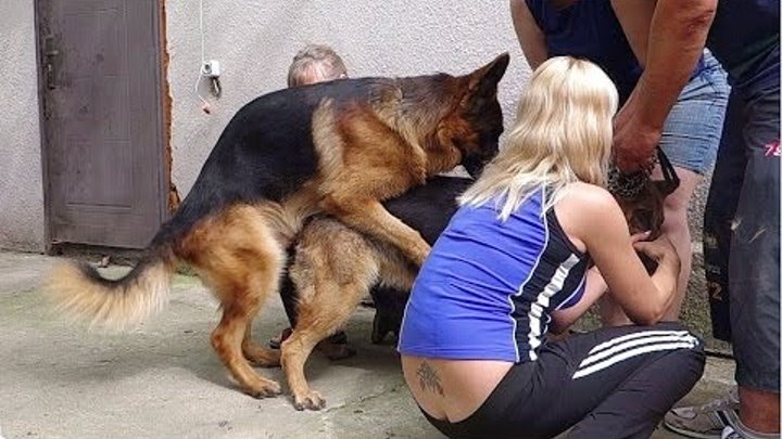 Husband dog wife. Собаки спариваются. Немецкая овчарка с хозяйкой. Собака спаривается с человеком.
