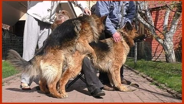 Время спаривание собак. Вязка у собак. Собаки спариваются. Искусственная вязка у собак.