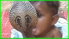 Baby Playing With Cobra Snake in India ☆ Snake Chanel Tv