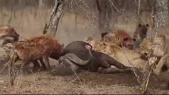 Львы против гиен.