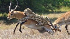 Most Amazing Animal Attack Compilation in HD