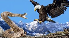 Eagle vs Snake Real Fight | Eagle Attack Snakes ☆ Amazing An...