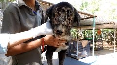 The dog who grew a new face – Kalu’s astounding recovery (gr...