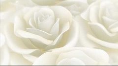 Белые розы(футаж 1)___СМОТРИМ  И СКАЧИВАЕМ ПО ССЫЛКАМ В ОПИС...