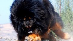 10 самых сильных собак в мире! #2. Кузница Фактов.