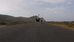 Cyclists chased by an ostrich. The funniest thing you&#39;ll see...