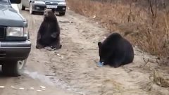Дикий медведь на дороге!