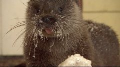 Man Becomes Friends With Otter