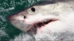 Самые страшные находки в желудках акул (16+)