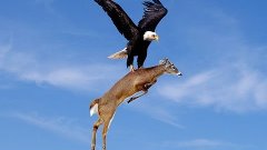 The Power of Eagles - Eagles VS Attacks Dog, Bear, Rabbit, D...