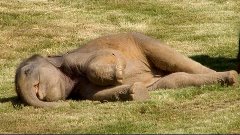Mother Elephant Can&#39;t Wake Sleepy Baby
