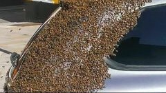 Двадцать тысяч пчел превратили жизнь автомобилиста в двухдне...