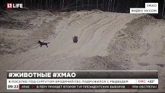 В поселке под Сургутом бродячий пес подружился с медведем