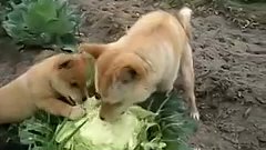 Собаки едят капусту