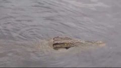 Смотреть обязательно.Шок!Крокодил в нашей реке.Ивановская об...