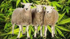 Радиодетали: Упоротые овцы