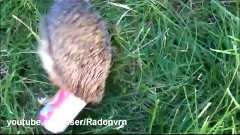 Saving a hedgehog (Спасение ёжика)