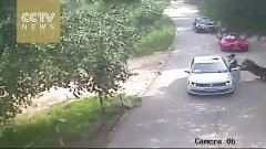 Footage shows shocking tiger attack in Beijing&#39;s wildlife pa...