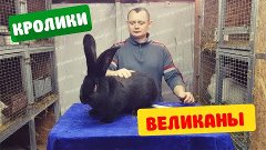 Самый большой кролик в мире породы Бельгийский великан (Флан...