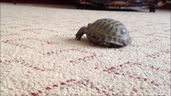 Кот атакует черепаху / Cat attacks a turtle