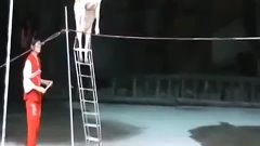 AWESOME Circus trick!! (Трюк с козой НЕВЕРОЯТНО)